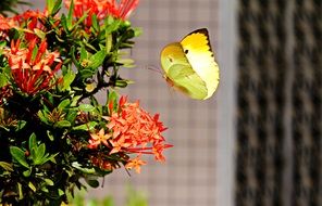 yellow butterfly at flower