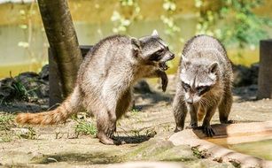 Raccoons Playing