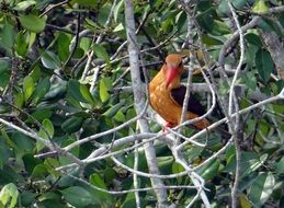 Winged Kingfisher Bird is on a tree