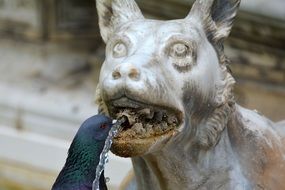 Pigeon drinks water from the sculpture of the dog
