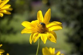 insect on yellow daisy