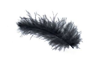 black feather of a bird on a white background