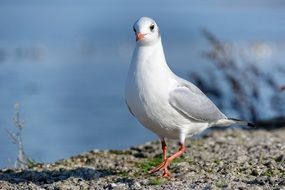 wild bird with white plumage