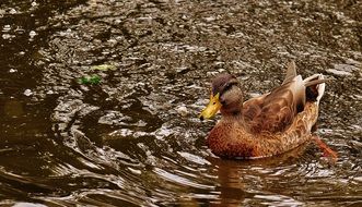 floating duck in the water