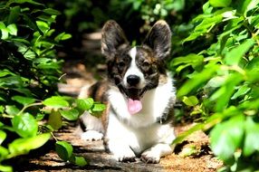 Dog Corgi