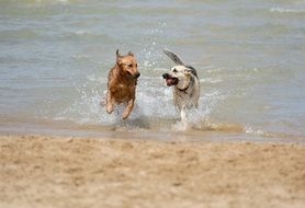 red dog and a white dog on the beach