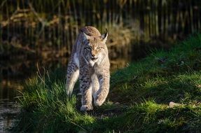 Lynx in the national park