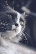 macro photo of the cat
