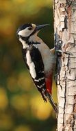 Woodpecker on tree bark