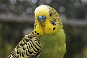 photo of colorful small parrot parakeet