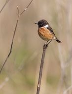 stonechat on the twig