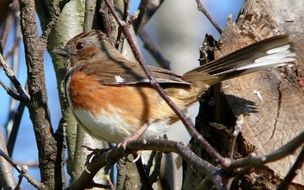 Eastern Bird