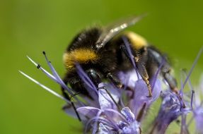 Bumblebee insect in wildlife Macro