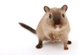 cute domestic mouse