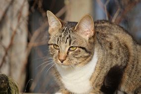 charming domestic cat