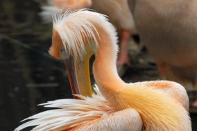Artis Pelican Bird portrait