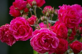 Beautiful flowers of the rose