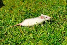 white curious rat