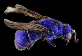 Blue insect