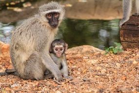 Mother and Baby monkey cute portrait, south africa