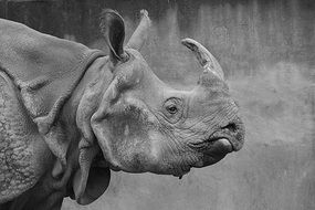 black and white photo of rhino