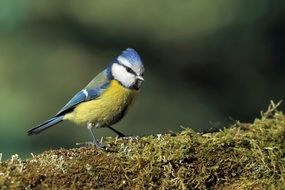 tit modra