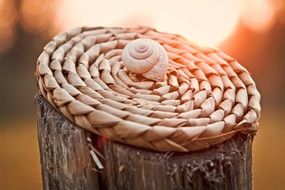 Snail on a wood