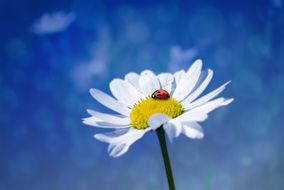 ladybug on daisy