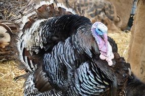 turkey near the barn