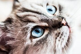 siberian forest cat with bright blue eyes close up