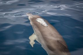 grey Dolphin underwater