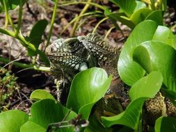 iguana on the ground for green plants