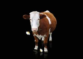clipart of brown cow with white spots on a black background