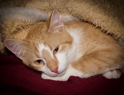 picture of the orange kitty
