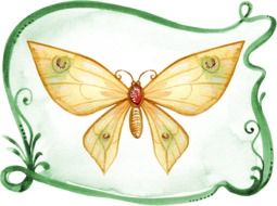 Butterfly Watercolor drawing