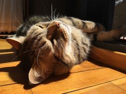 tabby cat basks in the sun