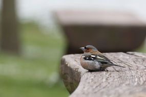 Macro picture of Chaffinch Bird