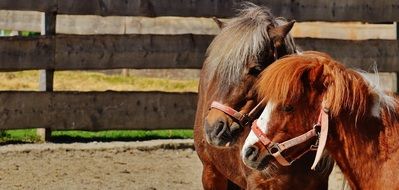 two domestic ponies in the pen
