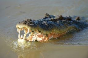 Crocodile head with big teeth close-up