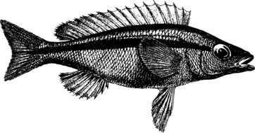 Australian painted fish