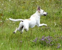 playful dog in a summer meadow