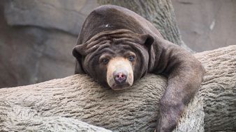 Sun Bear