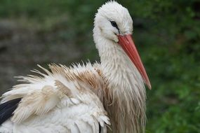 stork in the wild