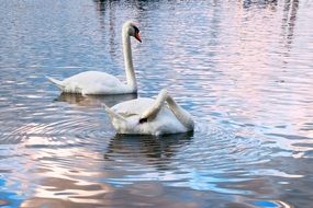 gorgeous Swans floating in the Water