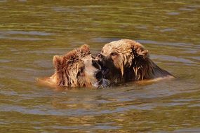 playful bears in the wildpark poing