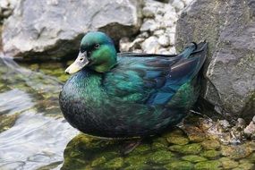 emerald duck on the pond