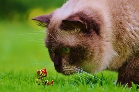 cat looking at small figure of a frog on a blurred background