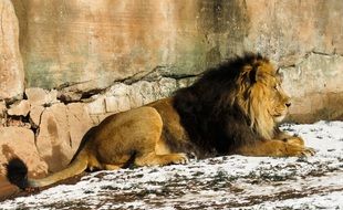 Lion Predator lying ner the stone wall