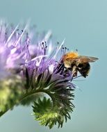 Farmland Bumblebee