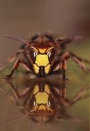 hornet in mirror image